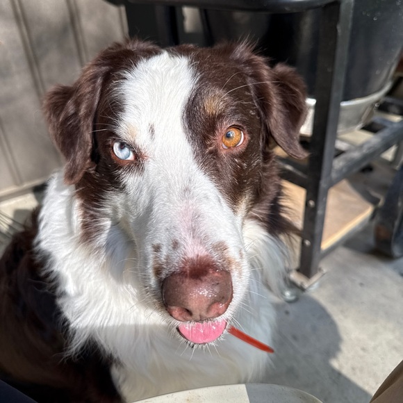 Meet your Posher, Matt - Picture 1 of 1